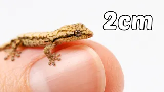 The Journey of Bonding With a Baby Lizard