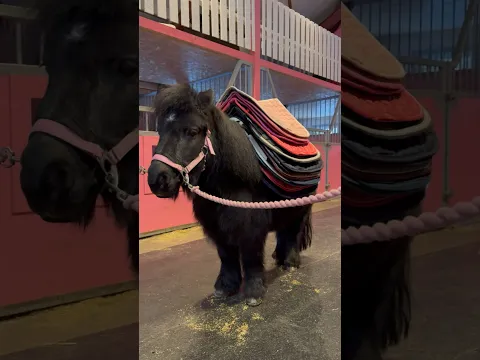 Ella’s saddle pad collection❤️ #shortsvideo #horse #equestrian