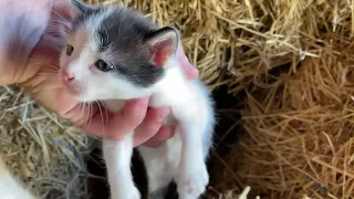Sweet little angels - beautiful kittens
