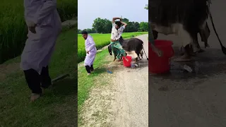 Funny video(The cow was actually fake, everything was a made-up story)