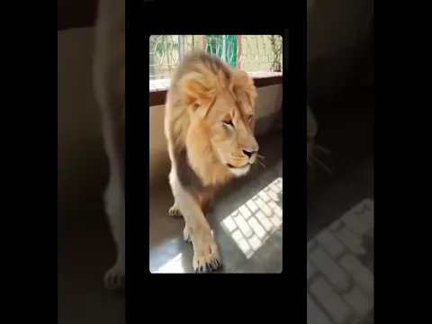#lion#shortvideo #moment creator#youtubeshorts
