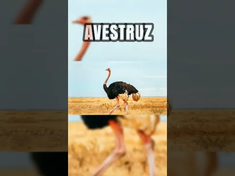 ASI SE VEN ESTOS ANIMALES SIN CUELLO 🦒😨 #youtube #youtubeshorts #shorts