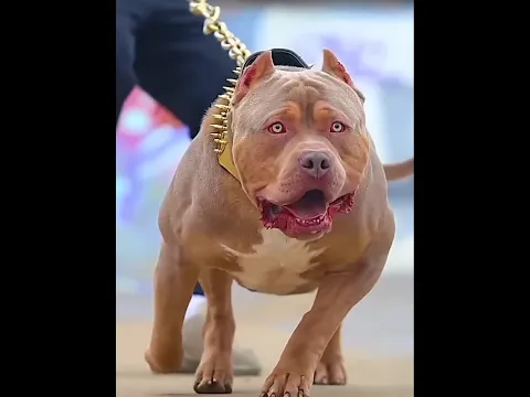 Dogs loyalty tested part 2 short video #shorts