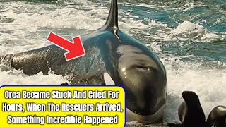 Orca Became Stuck And Cried For Hours, When The Rescuers Arrived, Something Incredible Happened