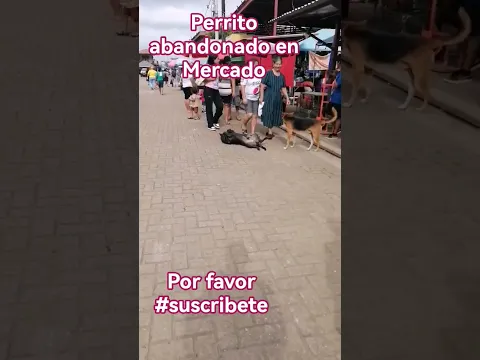 perrito abandonado en el Mercado de Nahuizalco