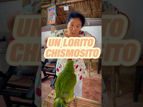 Un loro chismoso