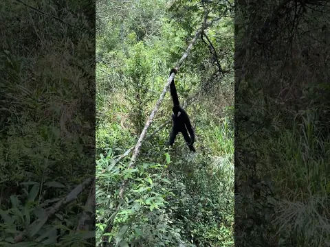 瀟灑老山 #動物的迷惑行為