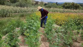 "Habiendo frijolitos y tortillas yo soy feliz 🤠❤️"|Tío Maximino.