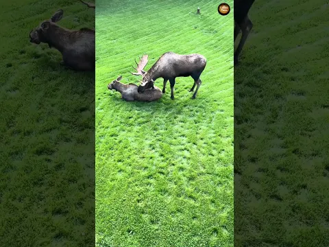 Moose अपने सींग क्यों गिराते है? 🤔 | #shorts