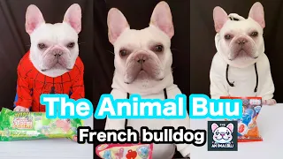 The Animal Buu Compilation | the most Fuuny collection105 #theanimalbuu #dogsofyoutube