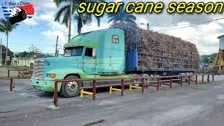 sugar cane season edition cane truckers out in full effect #jamaicantruckers #bigrigs