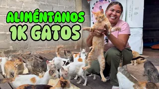 Alimentamos más de 1.000 GATOS 🐈‍⬛ 🥺❤️