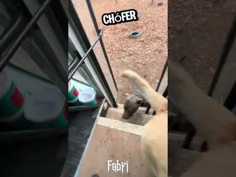 Esta Chica Maneja Un Autobus Pero No Para Humanos (Creditos: k9konvoy)