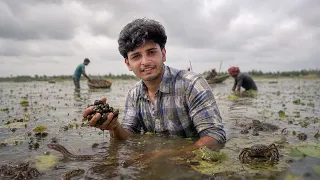 Inside the World's Largest Makhana Farm II Unik Bharat E04
