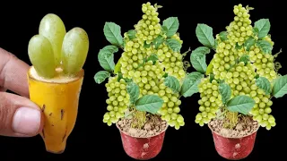 How To Grow Grapes Fast in Bananas Fruit Get Many Fruits || Plant grapes with apples
