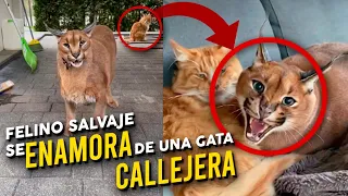 Felino salvaje se enamora de una gata callejera