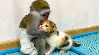 Baby monkey Susie is worried that kitten will be lost without mom cat