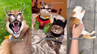 No Se Puede Con Estos Gatos… En Serio – Bruschimichis