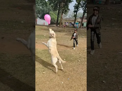 dog playing balloon cricket 🎈🏏 #shorts #lakdikikathi