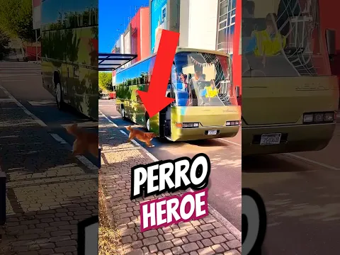 ¡Este perro es INCREÍBLE! 😍😱🩷