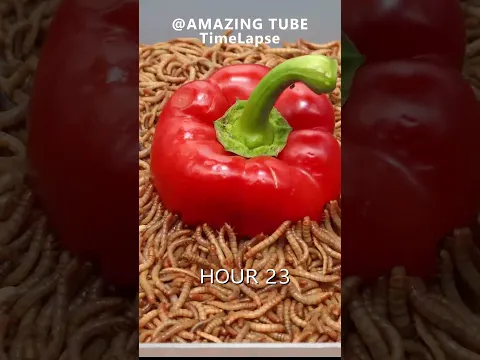 10.000 Worms VS Bell Pepper