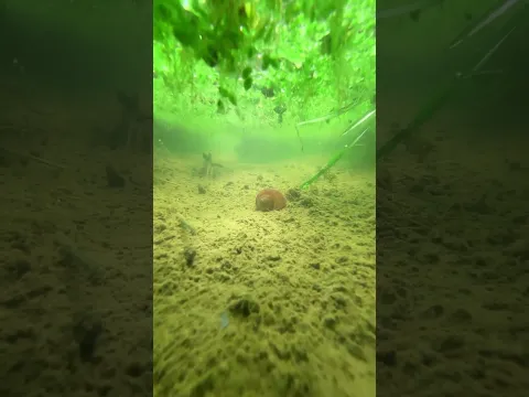 the beauty of nature - You didn't think it was that beautiful _165thclip #satisfying