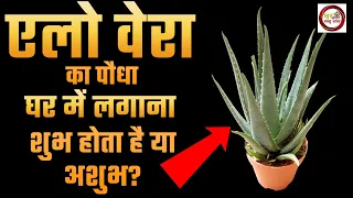 एलो वेरा का पौधा घर में लगाना शुभ होता है या अशुभ? जानिए