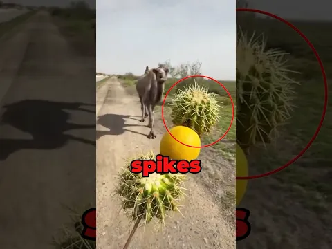 Camel Eats Cactus