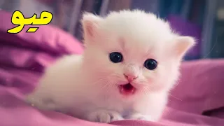 صوت قطة صغيرة سوف يجعل قطتك تأتي لك