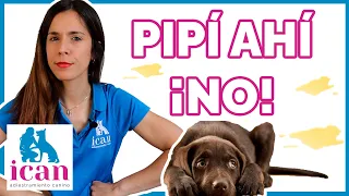 ENSEÑAR a un PERRO CACHORRO o ADULTO a HACER SUS NECESIDADES donde quieras (100% EFICAZ)