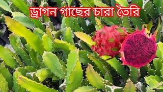ড্রাগন গাছের ডাল কেটে চারা তৈরি কোরলাম# Dragon fruits plant gardening tips