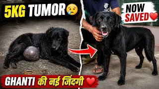 5 kilo ka tumor lekar jee rahi thi ye dog 😱 socho kitna dard me hogi  😢 || #streetdog #recovery 