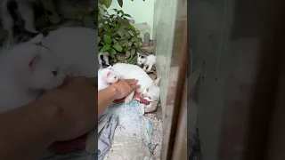 I saved a poor mother cat#viral #trending #cat