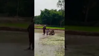 Power weeder in paddy fields wet land
