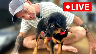 Running a Marathon to sterilize 7,000 Street Dogs