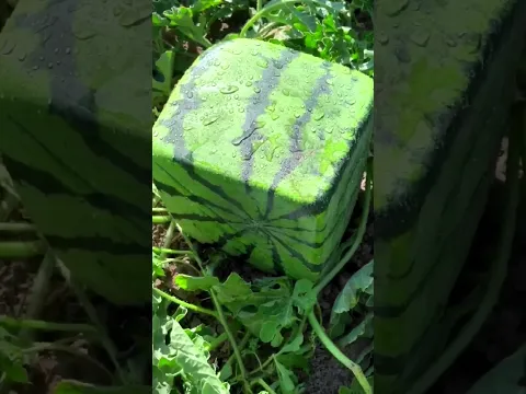 💀Making a square watermelon #shorts #watermelon