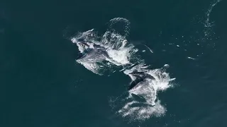 Beautiful Humpback whales feeding