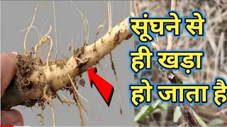 बस 1 खुराक में ही 80 साल का बूढ़ा 4की खटिया तोड़ देगा, इतनी पावरफुल है येजड़ी बूटी कास पहले पता होता