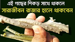 মঙ্গলবার সাথে রাখুন এই গাছের ১টি শিকড়। দূর হবে দূঃখ আসবে প্রচুর অর্থ। #হনুমানমন্ত্র #হনুমানচালিশা