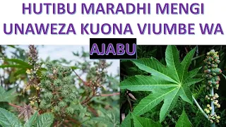 SIRI NZITO ZILIZO JIFICHA KATIKA MNYONYO/MBALIKA