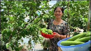 Không ngờ trồng ổi trên sân thượng lại sai quả thế này - Cô Sao chia sẻ bí quyết để ổi sai trĩu quả
