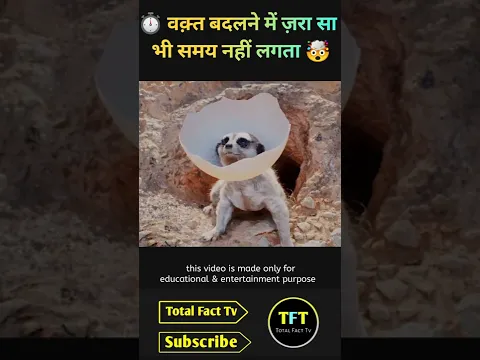 नेवले का शिकार करने गया था यह बाज़ लेकिन खुद ही फंस गया 🤯 | #shorts #animals
