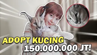 AKU PUNYA KUCING HUTAN CARACAL !! SEHARGA MOBIL!!
