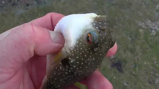 タイドプール（潮溜まり）で、泳いでいるフグを2匹キャッチ。ボラ幼魚も網の中に入っています。ガサガサは最強のアウトドアレジャー。親子で一緒に捕獲すれば、盛り上がります。海はすでに春の様相を呈しています。