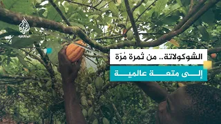 خبراء الشوكولاتة.. سر النكهة الفاخرة للشوكولاتة