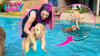 PRIMEIRA VEZ DA MINHA CACHORRA NA PISCINA !! ( SE AFOGOU ) - Fran Japa