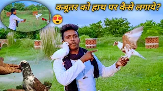 😍🕊️कबूतर को हाथ पर कैसे लगाये?😜✌️😜🎉by Sultan pigeon Jainul khan