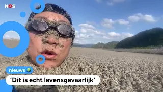 Vrouw zwemt door drijvende vulkaanstenen in Japan