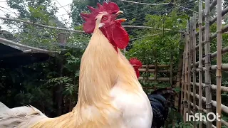 Sinfonía de Gallos Criollos #gallos #rooster #videoshort