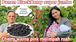 PANEN BLACKBERRY SUPER JUMBO || CHERRY WARNA PINK SUPER LEBAT!!!